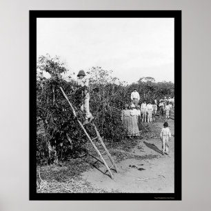 Coffee Berry Pickers in Brazil 1911 Poster