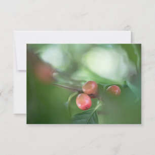 Coffee Cherries Nature Photo Card