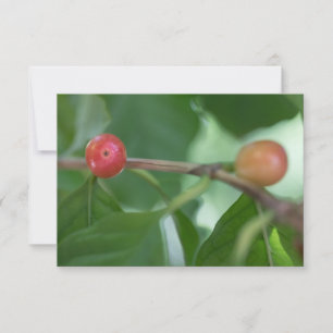 Coffee Cherries Nature Photo Card