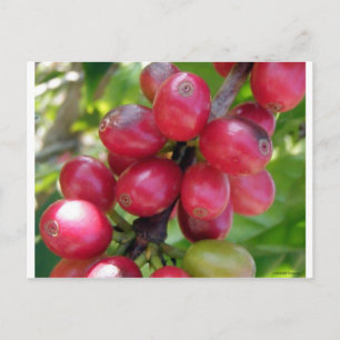 Coffee Cherries Postcard