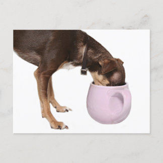 Coffee drinking chihuahua postcard