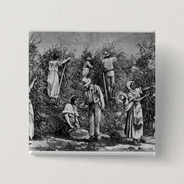 Coffee Harvest 2 Inch Square Button (Front)