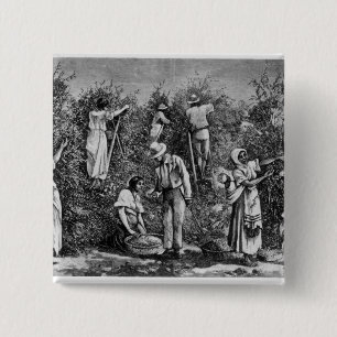 Coffee Harvest 2 Inch Square Button