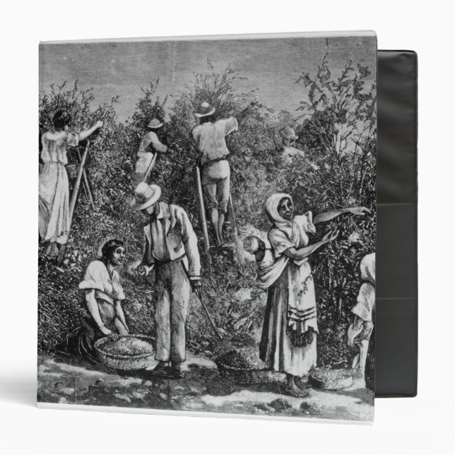 Coffee Harvest Binder (Front/Inside)