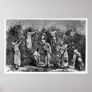 Coffee Harvest Poster