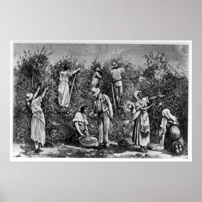 Coffee Harvest Poster (Front)