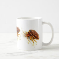 Coffee Mug - Cimex lectularius (bed bug)