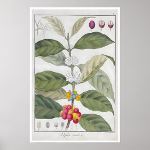 Coffee Poster Botanical Print Arabica Art Cafe