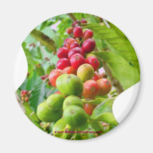 Coffee Tree Magnet