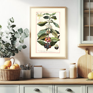 COFFEE - VINTAGE BOTANICAL ILLUSTRATION POSTER