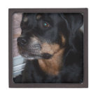 Cadeaux de Rottwieler