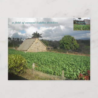 Cohiba Bahikes? Postcard