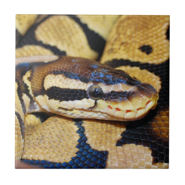 Coiled Ball Python Closeup Tile (Front)