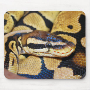 Coiled Ball Python, Face, Head Mouse Pad