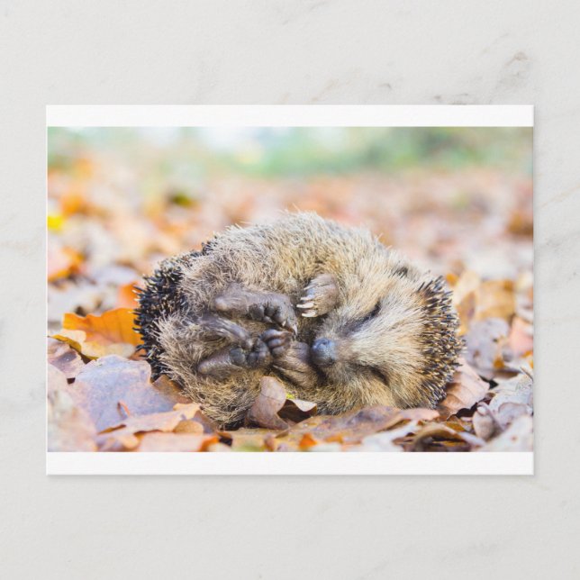 Coiled hedgehog lying on leaves in fall season postcard (Front)