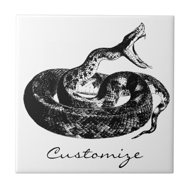 Coiled Rattlesnake Thunder_Cove Tile (Front)