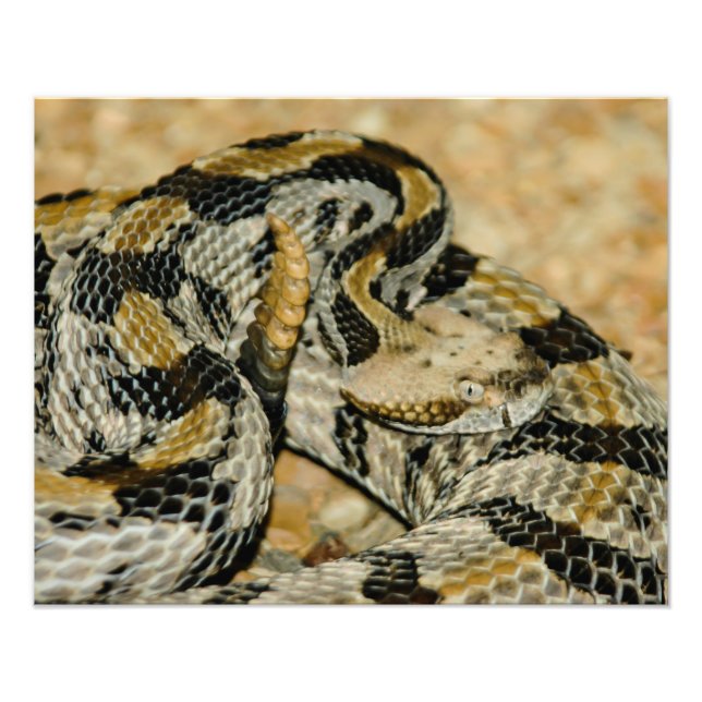 Coiled Timber Rattlesnake Photo Print (Front)