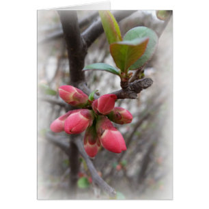 coing sauvage florissant