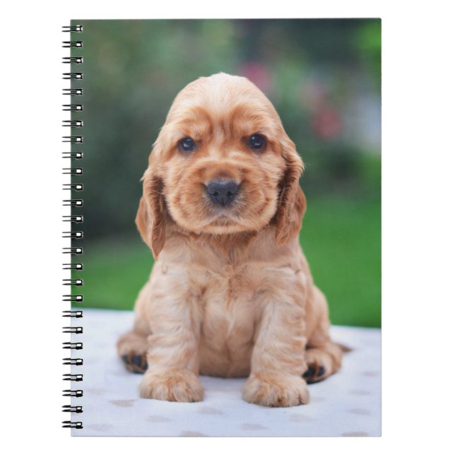 Coker Spaniel Puppy Notebook (Front)