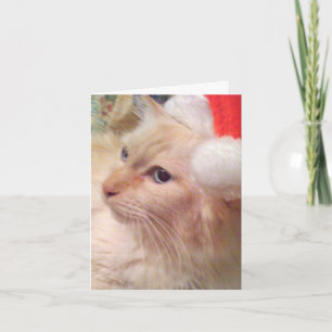Cokie Cat Sm Christmas Cards