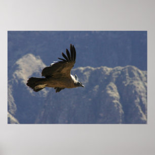 Colca Canyon Condor Poster
