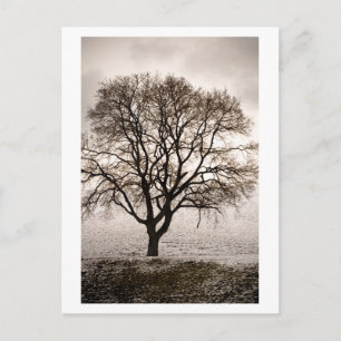 cold and lovely postcard