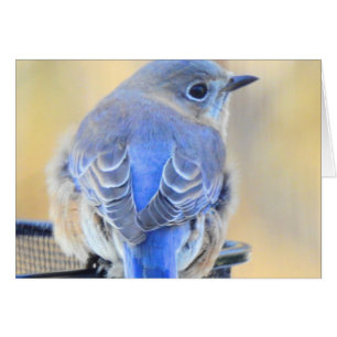 Cold Bluebird in NH