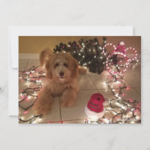 Cold Nose, Warm Wishes Labradoodle Christmas Card