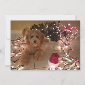 Cold Nose, Warm Wishes Labradoodle Christmas Card