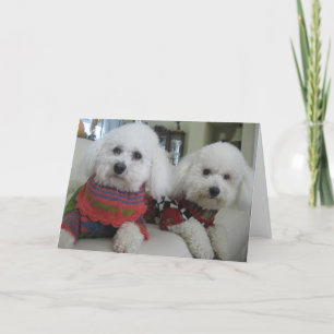 "Cold Noses, Warm Hearts" - Greeting Card