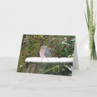 Cold pigeon holiday card