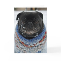 Cold Puggy dans la carte de voeux d'anniversaire d