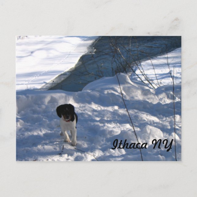 Cold Puppy Postcard (Front)