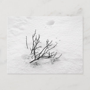 Cold Tree Postcard
