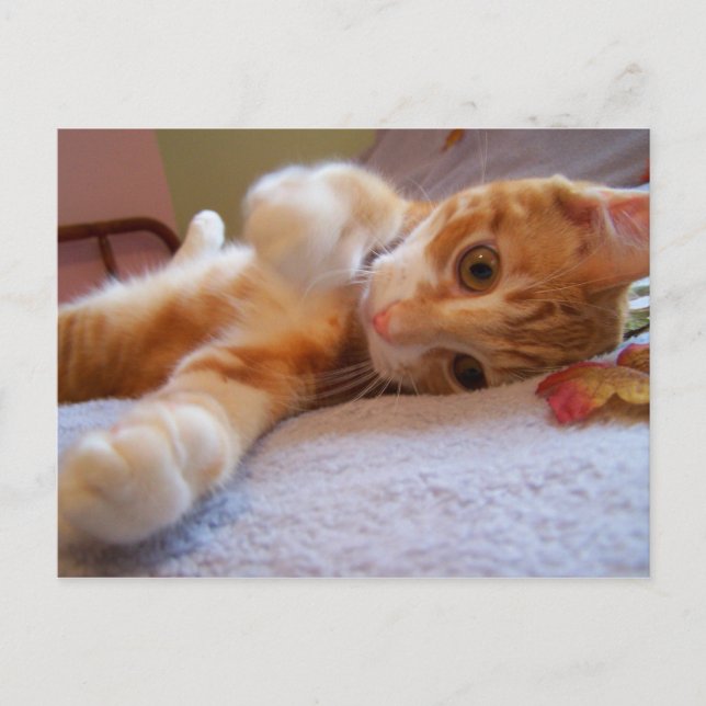 Cole is silly Postcard (Front)