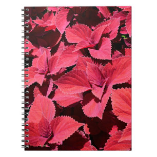 Coleus Close-up  Notebook