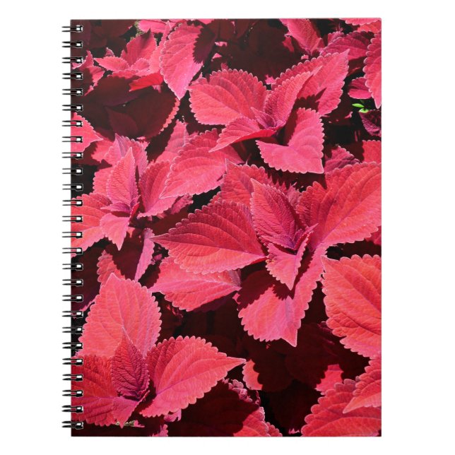 Coleus Close-up  Notebook (Front)