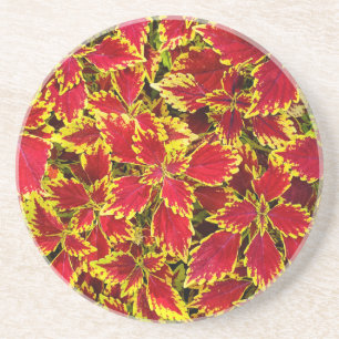 Coleus Delight Coaster