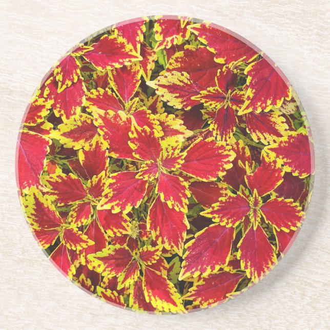 Coleus Delight Coaster (Front)