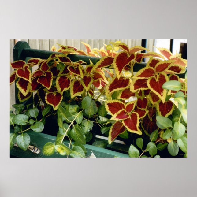 Coleus in Bloom Poster (Front)