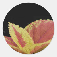 Coleus Leaves