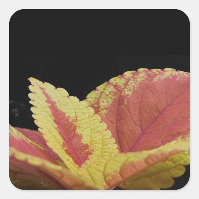 Coleus Leaves Square Sticker (Front)