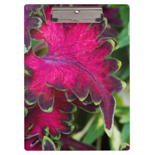 Coleus Macro Clipboard