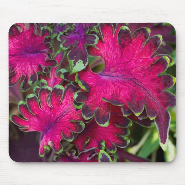 Coleus Macro Mouse Pad (Front)