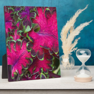 Coleus Macro Plaque