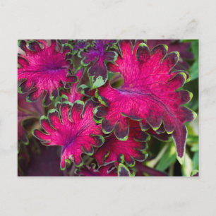 Coleus Macro Postcard