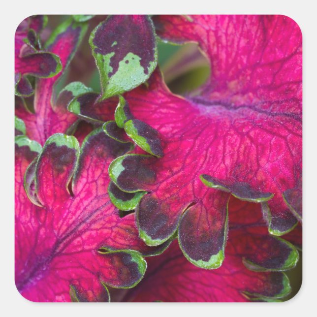 Coleus Macro Square Sticker (Front)