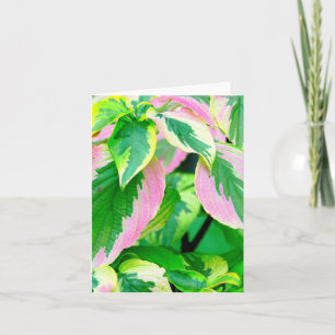 COLEUS/PINK &GREEN/PAINTED LOOK/PHOTOG. CARD