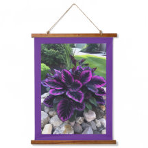 Coleus Plant