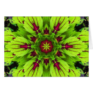 Coleus Plant Mandala